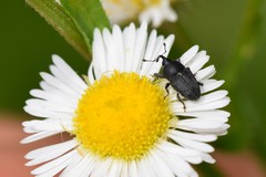 Odontocorynus umbellae