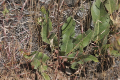 Balsamorhiza serrata