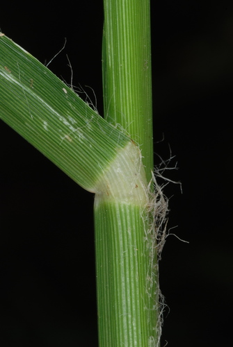 Eleusine indica