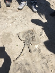 Rostroraja eglanteria