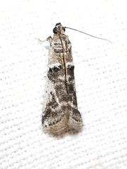 Pseudacrobasis nankingella