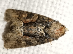 Oligia latruncula