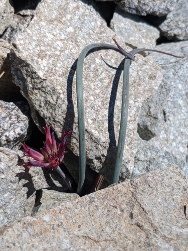 Image of Allium monticola by no rights reserved