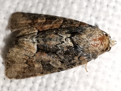 Oligia latruncula