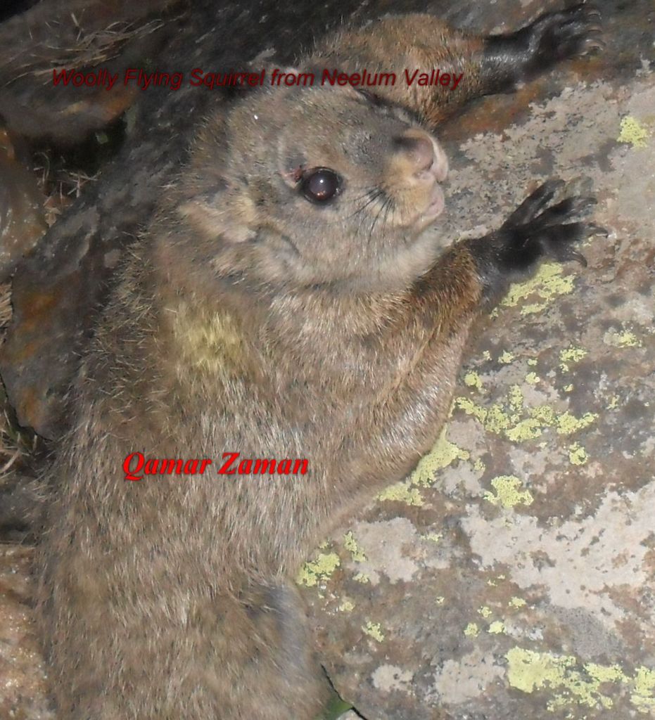 Woolly Flying Squirrel