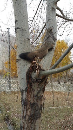 Woolly Flying Squirrel
