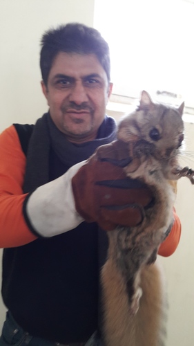 Woolly Flying Squirrel