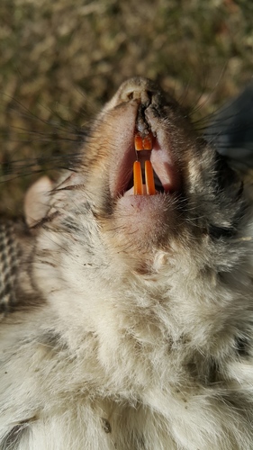 Woolly Flying Squirrel