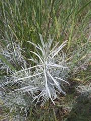 Artemisia cana