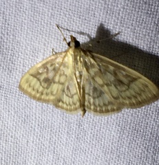 Crocidophora serratissimalis