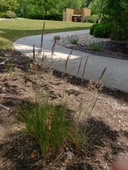 Calamagrostis × acutiflora