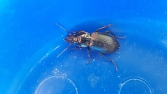 Pterostichus melanarius