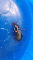 Pterostichus melanarius