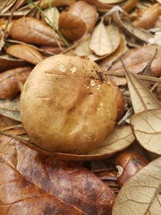 Phylloporopsis boletinoides