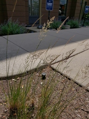 Calamagrostis × acutiflora