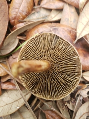 Phylloporopsis boletinoides