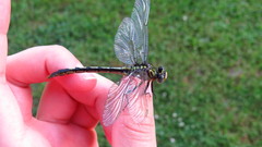 Arigomphus