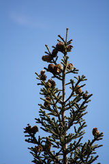 Abies vejarii