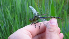 Arigomphus