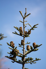 Abies vejarii