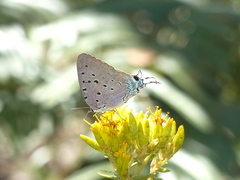 Pseudolycaena marsyas