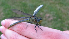 Arigomphus