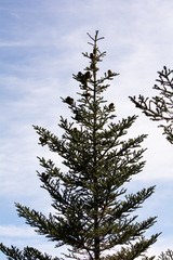 Abies vejarii