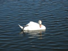 Cygnus olor