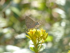 Pseudolycaena marsyas