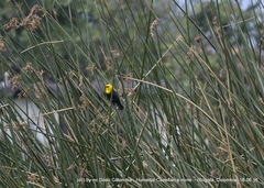 Chrysomus icterocephalus bogotensis