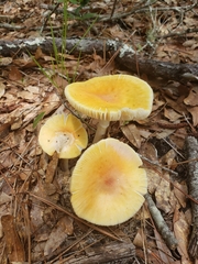 Amanita arkansana