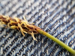 Eleocharis uniglumis