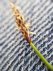 Eleocharis uniglumis