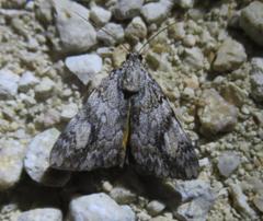 Catocala amica