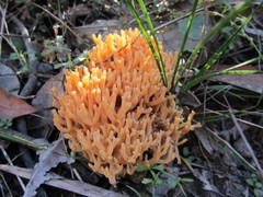 Ramaria anziana