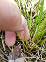 Eleocharis uniglumis