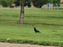 Corvus brachyrhynchos