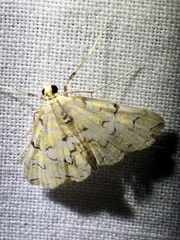 Elophila icciusalis
