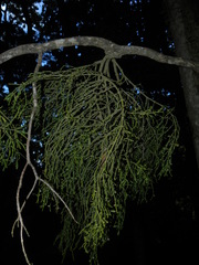 Dendrophthora macrostachya