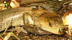 Cyclodomorphus gerrardii