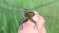 Arigomphus