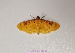 Prenesta scyllalis