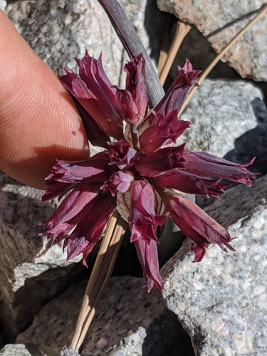 Image of Allium monticola by no rights reserved