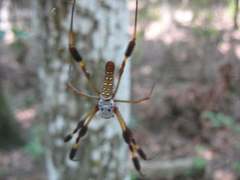 Trichonephila clavipes