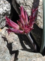 Allium monticola