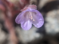 Phacelia austromontana