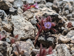 Phacelia austromontana