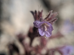 Phacelia austromontana