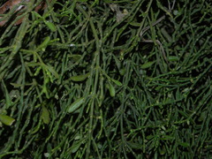 Dendrophthora macrostachya