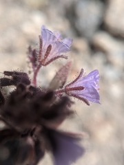 Phacelia austromontana